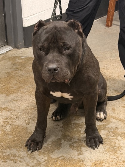 Shelter Stray Male Dog last seen Near Benham, 4th District, OH, 9203 Detroit Ave, Cleveland, OH 44102, USA