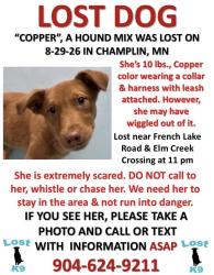 Reunited Female Dog last seen French Lake Rd, Champlin, MN, USA, Champlin, MN 55316