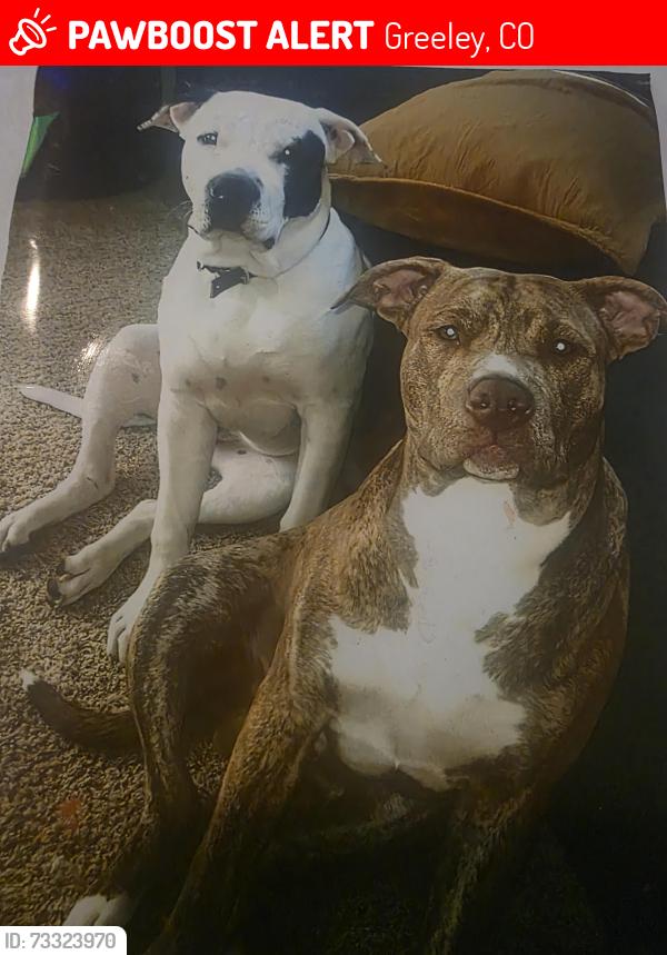 Lost Male Dog last seen 10th st 14th ave, Greeley, CO 80631