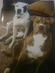 Lost Male Dog last seen 10th st 14th ave, Greeley, CO 80631