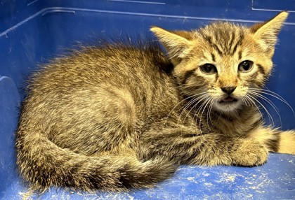 Shelter Stray Male Cat last seen Alex, 22309 - Lynnhall Pl + Ferry Landing, Fairfax County, VA, 4500 West Ox Rd, Fairfax, VA 22030, USA