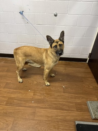 Shelter Stray Male Dog last seen Near Perkins Dr, 70808, LA, 2550 Gourrier Ave, Baton Rouge, LA 70820, USA