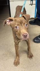 Shelter Stray Female Dog last seen Near Midway Rd, Decatur, GA 30032, 30032, GA, 3280 Chamblee Dunwoody Rd, Chamblee, GA 30341, USA