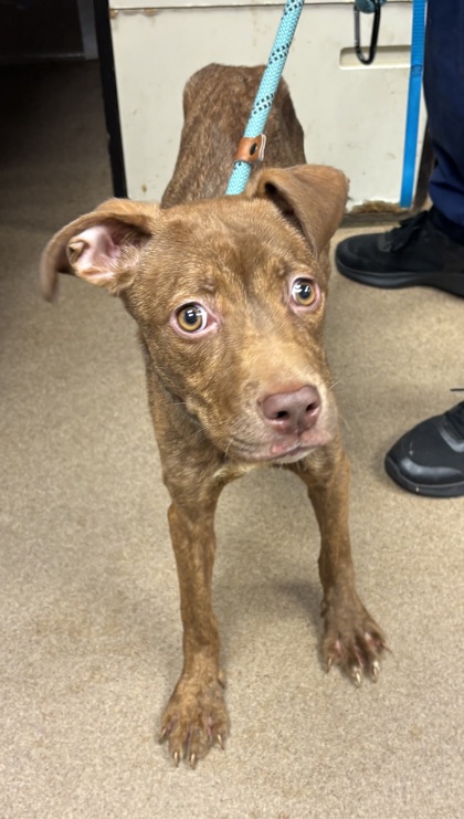 Shelter Stray Female Dog last seen Near Midway Rd, Decatur, GA 30032, 30032, GA, 3280 Chamblee Dunwoody Rd, Chamblee, GA 30341, USA