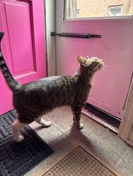 Reunited Male Cat last seen Lomond & Winchell, Shaker Heights, OH 44122