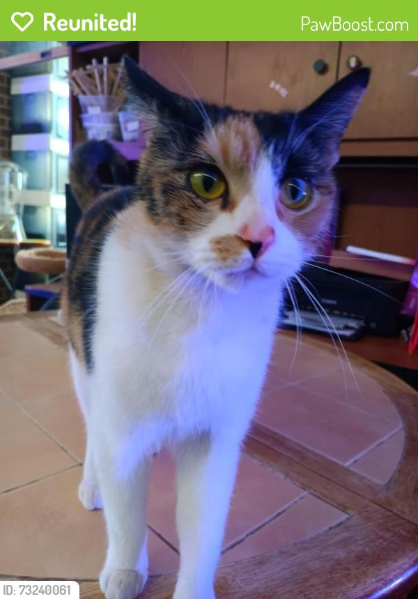 Reunited Female Cat last seen Intricate Minds, Springfield, IL 62702
