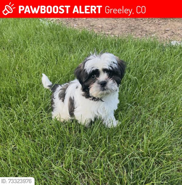 Lost Male Dog last seen 41st Ave Greeley, Greeley, CO 80634