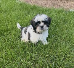 Lost Male Dog last seen 41st Ave Greeley, Greeley, CO 80634