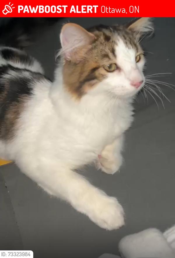 Lost Male Cat last seen St Joseph blvd, Orléans Ontario, Ottawa, ON 