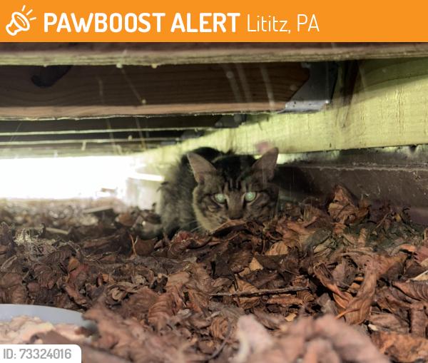 Found/Stray Unknown Cat last seen Arrowhead and N Broad St, Lititz, PA 17543
