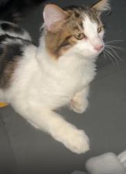 Lost Male Cat last seen St Joseph blvd, Orléans Ontario, Ottawa, ON 