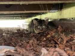 Found/Stray Unknown Cat last seen Arrowhead and N Broad St, Lititz, PA 17543