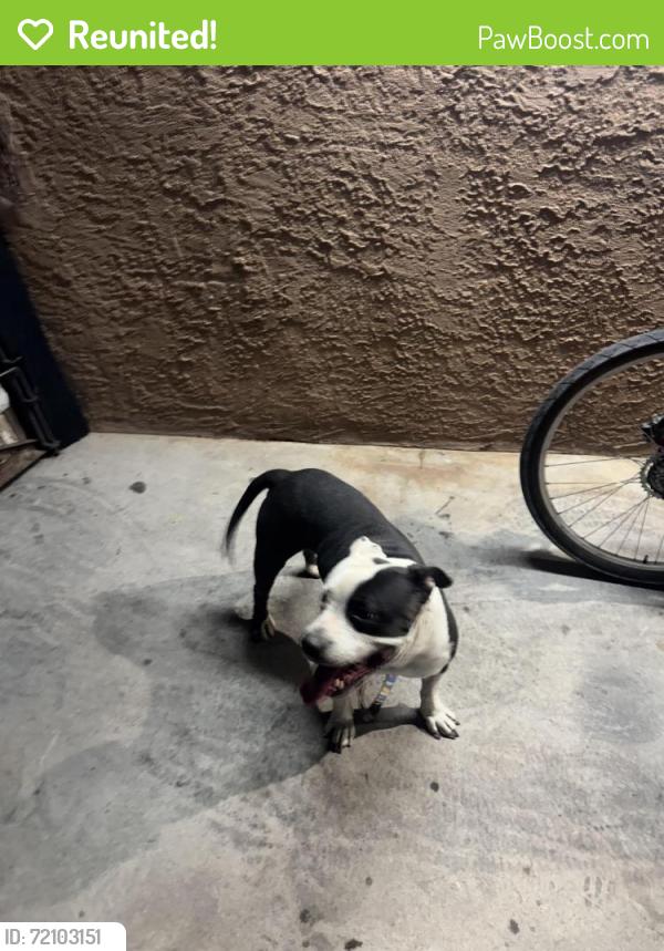 Reunited Unknown Dog last seen Near Colusa Cir, Las Vegas, NV 89110, USA, Las Vegas, NV 89110