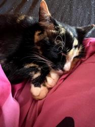 Found/Stray Female Cat last seen Midnight road inman sc, Spartanburg County, SC 29316