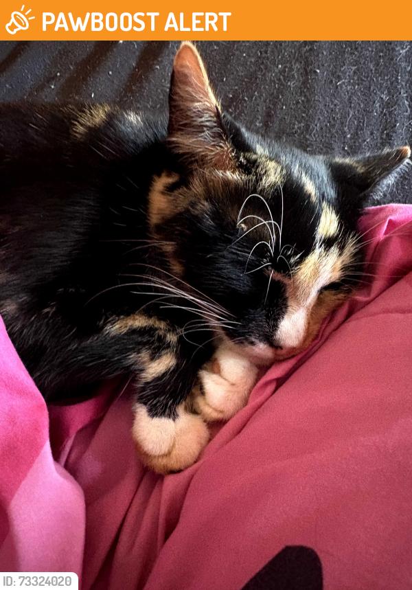 Found/Stray Female Cat last seen Midnight road inman sc, Spartanburg County, SC 29316
