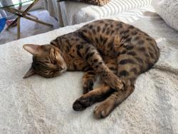 Lost Male Cat last seen Epoca Way and Reed Dr, San Diego, CA 92154