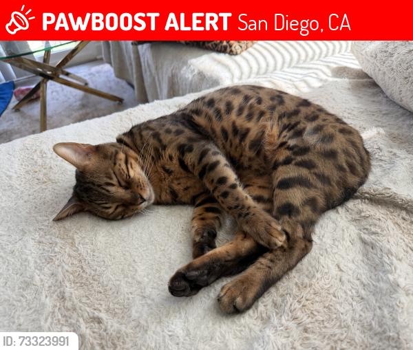 Lost Male Cat last seen Epoca Way and Reed Dr, San Diego, CA 92154