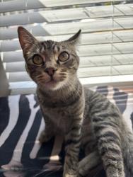 Reunited Unknown Cat last seen Capitol/Napa, Vallejo, CA 94590