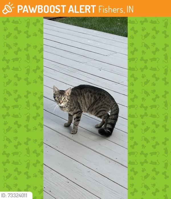 Found/Stray Unknown Cat last seen Covington ests, Fishers, IN 46037