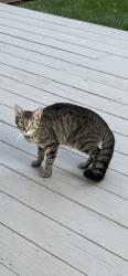 Found/Stray Unknown Cat last seen Covington ests, Fishers, IN 46037