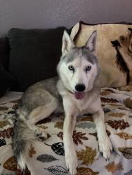 Found/Stray Female Dog last seen Welch Ave on Wheaton Dr., Fort Worth, TX 76133