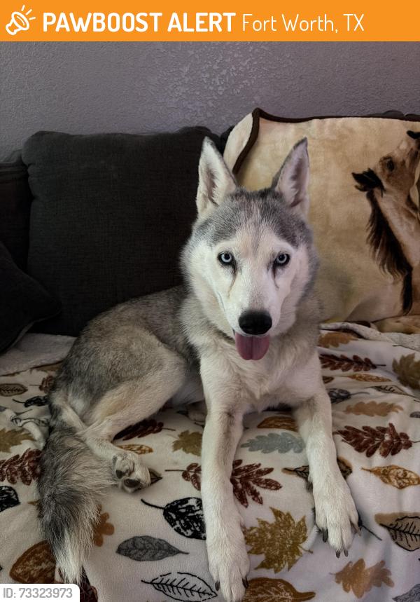 Found/Stray Female Dog last seen Welch Ave on Wheaton Dr., Fort Worth, TX 76133