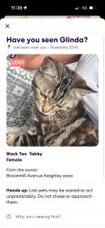 Reunited Female Cat last seen Ingrow primary school, West Yorkshire, England BD21 1ND