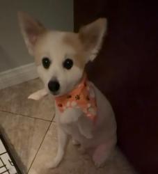 Reunited Male Dog last seen Near virtuoso street, Las Vegas, NV 89139