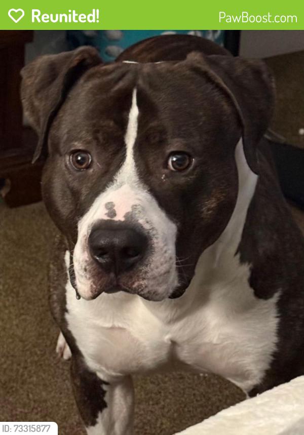 Reunited Male Dog last seen E 3rd St xenia and S Detroit., Xenia, OH 45385
