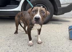 Shelter Stray Female Dog last seen E 170 Street, BRONX, NY, 10456, 326 E 110th St, New York, NY 10029, USA