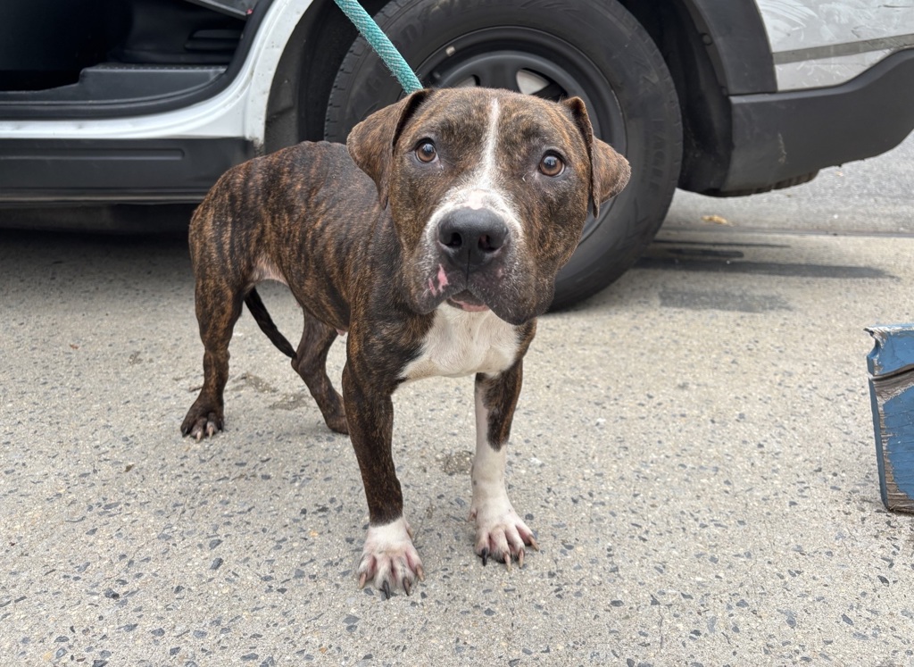 Shelter Stray Female Dog last seen E 170 Street, BRONX, NY, 10456, 326 E 110th St, New York, NY 10029, USA
