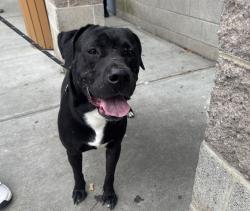 Shelter Stray Male Dog last seen W 21st Street, NEW YORK, NY, 10011, 326 E 110th St, New York, NY 10029, USA