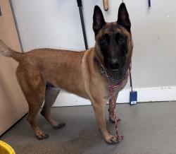 Shelter Stray Male Dog last seen Near E I80 Eb Freeway, Unicorporated Salt Lake County, UT, 84109, 511 W 3900 S, Salt Lake City, UT 84123, USA