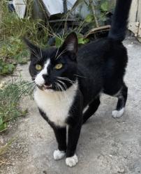 Found/Stray Male Cat last seen Fullerton Ave & Magnolia st, Costa Mesa, CA 92627