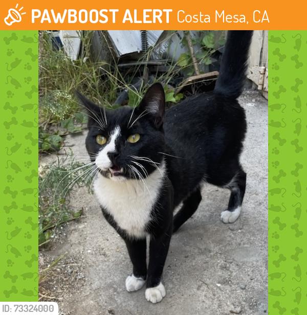 Found/Stray Male Cat last seen Fullerton Ave & Magnolia st, Costa Mesa, CA 92627