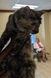 Shelter Stray Female Cat last seen Near waller ct, VIRGINIA BEACH 23451, VA, 341 S Birdneck Rd, Virginia Beach, VA 23451, USA