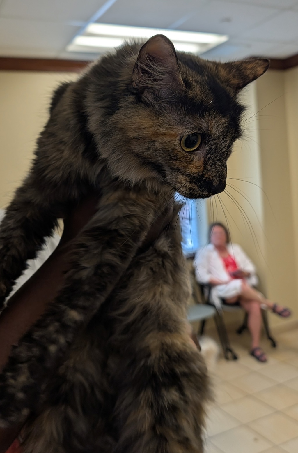 Shelter Stray Female Cat last seen Near waller ct, VIRGINIA BEACH 23451, VA, 341 S Birdneck Rd, Virginia Beach, VA 23451, USA