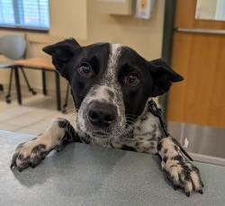 Shelter Stray Male Dog last seen cooperstown court, VIRGINIA BEACH 23451, VA, 341 S Birdneck Rd, Virginia Beach, VA 23451, USA