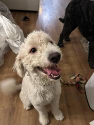 Found/Stray Male Dog last seen Country Club and University, Mesa, AZ 85201
