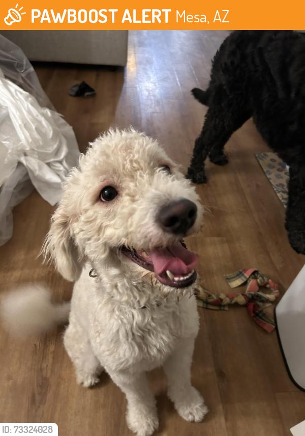 Found/Stray Male Dog last seen Country Club and University, Mesa, AZ 85201