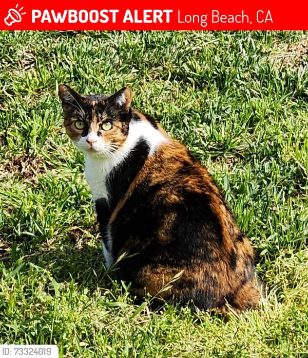 Lost Female Cat last seen De Forest Ave. & Jaymills Ave., Long Beach, CA 90805
