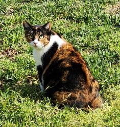 Lost Female Cat last seen De Forest Ave. & Jaymills Ave., Long Beach, CA 90805