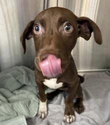 Shelter Stray Female Dog last seen Near La Rue Way, El Cajon, CA, 92021, El Cajon, CA 92020, USA