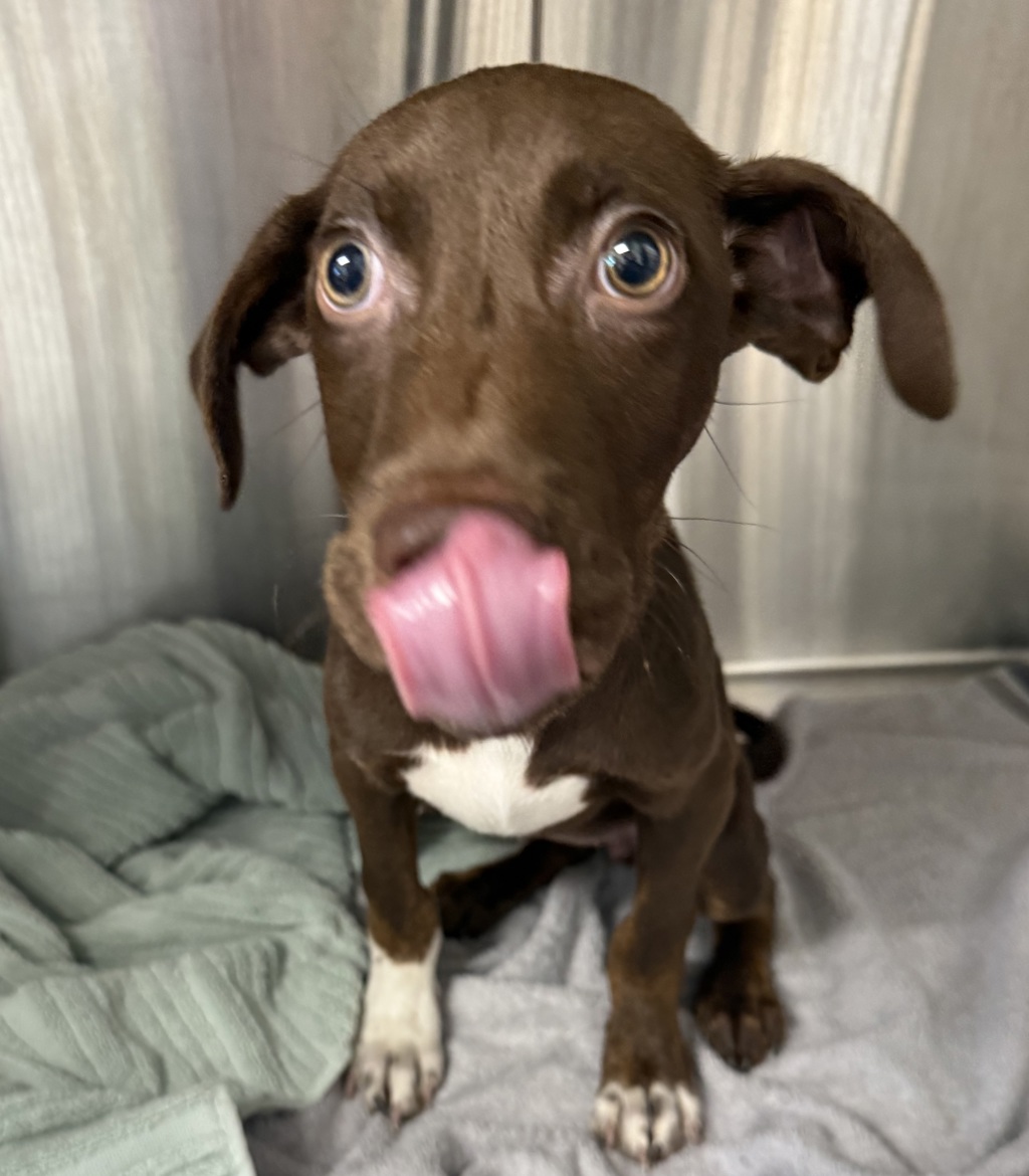 Shelter Stray Female Dog last seen Near La Rue Way, El Cajon, CA, 92021, El Cajon, CA 92020, USA
