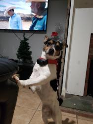 Reunited Male Dog last seen Acme In Patterson ny, Patterson, NY 12563
