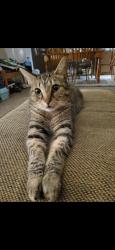 Lost Male Cat last seen Sweet creek drive, Indianapolis, IN 46239