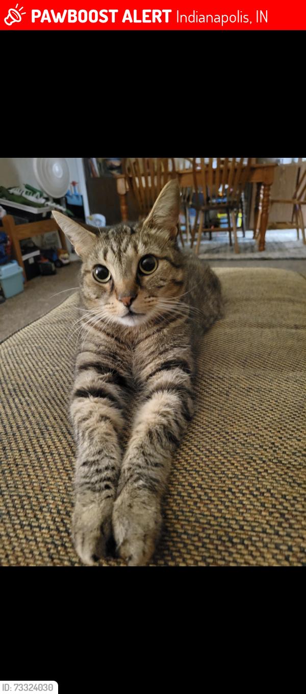 Lost Male Cat last seen Sweet creek drive, Indianapolis, IN 46239
