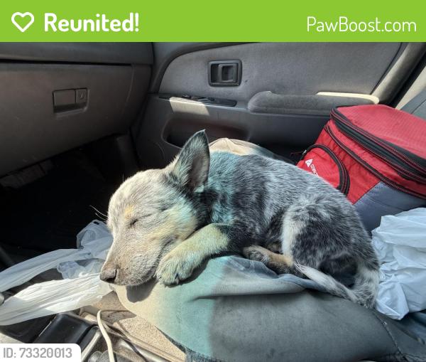 Reunited Female Dog last seen Near and freeway, Albuquerque, NM 87120