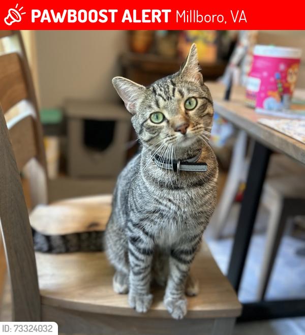 Lost Male Cat last seen Douthat state park, Millboro, VA 24460