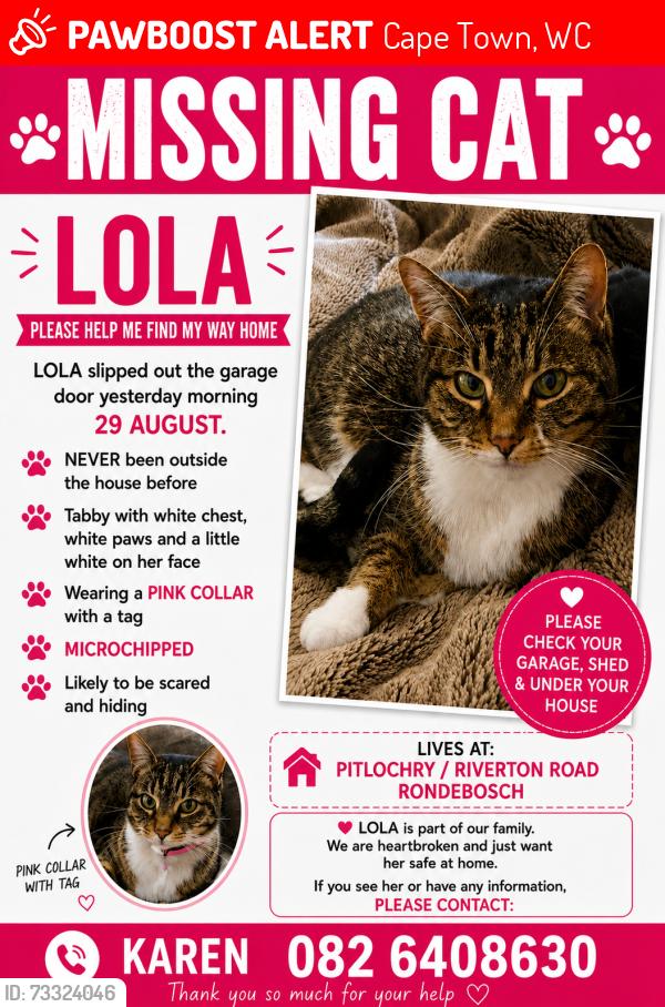 Lost Female Cat last seen Pitlochry and Riverton road Rondebosch, Cape Town, WC 7700